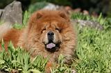 CHOW CHOW 645